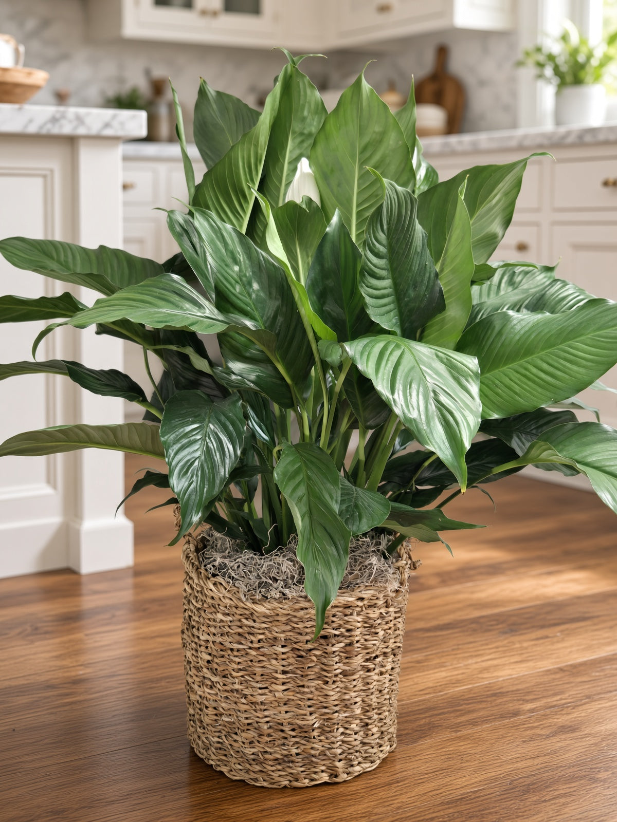 Peace Lily