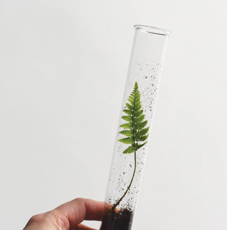 Pencil Terrarium, Set of 5 Pencils
