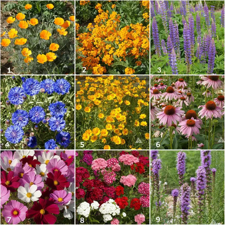 Scatter Garden