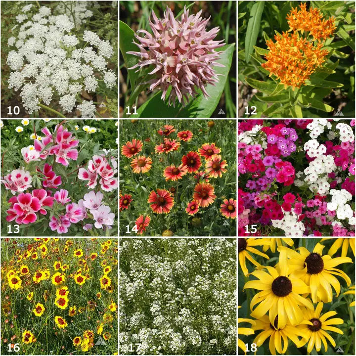 Scatter Garden