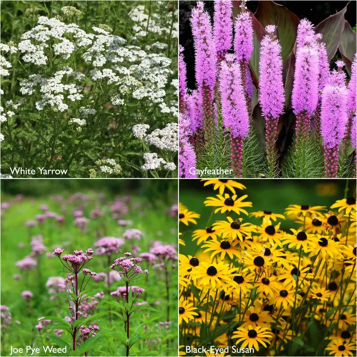 Scatter Garden
