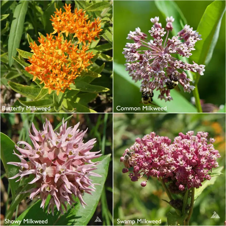 Scatter Garden