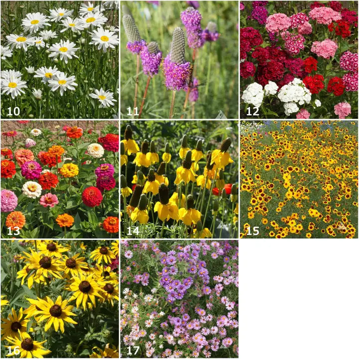 Scatter Garden