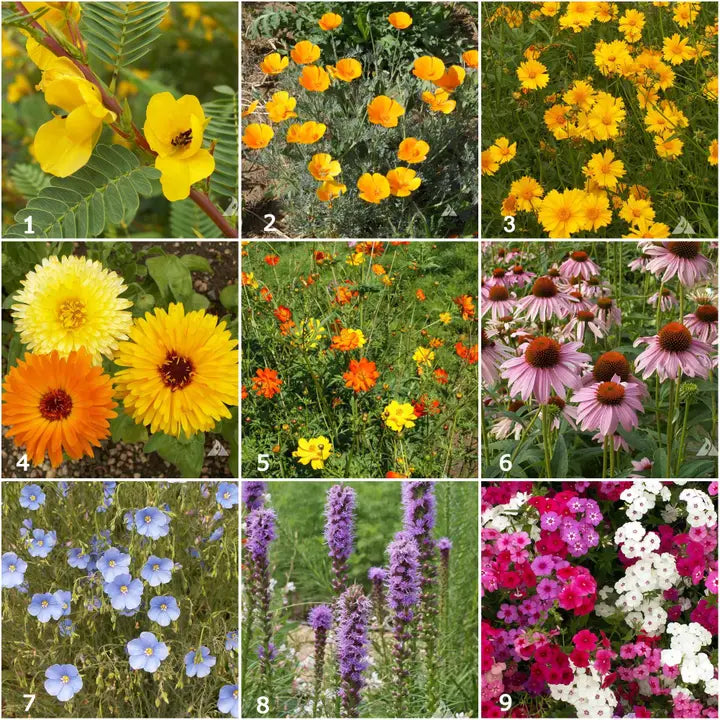 Scatter Garden