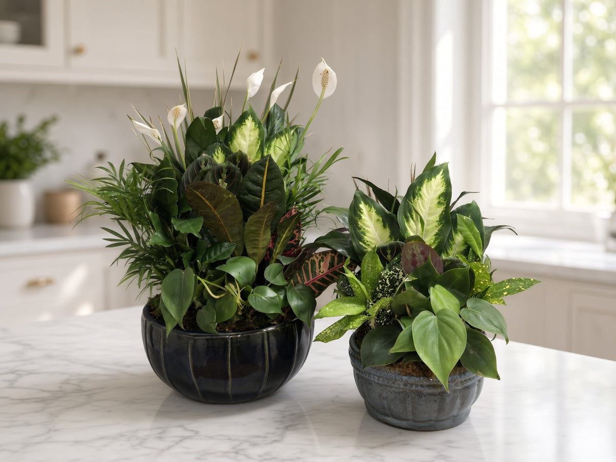 Ceramic Dish Gardens