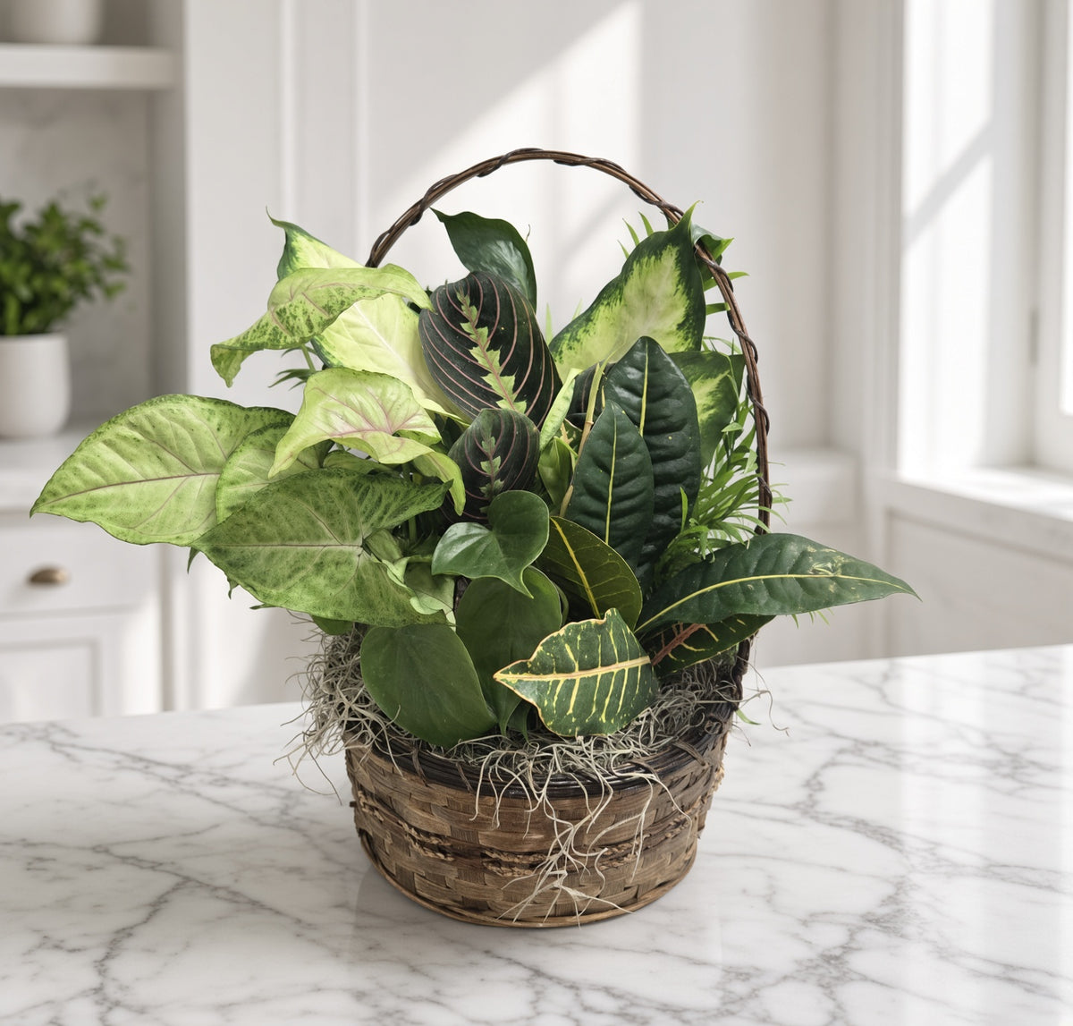 Basket Dish Gardens